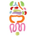 Lavinamoji pliušinė lėlė „Žmogaus kūnas“ ,berniukas vaikams