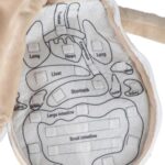 Lavinamoji pliušinė lėlė „Žmogaus kūnas“ ,berniukas vaikams