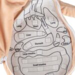 Lavinamoji pliušinė lėlė „Žmogaus kūnas“ ,mergaitė vaikams